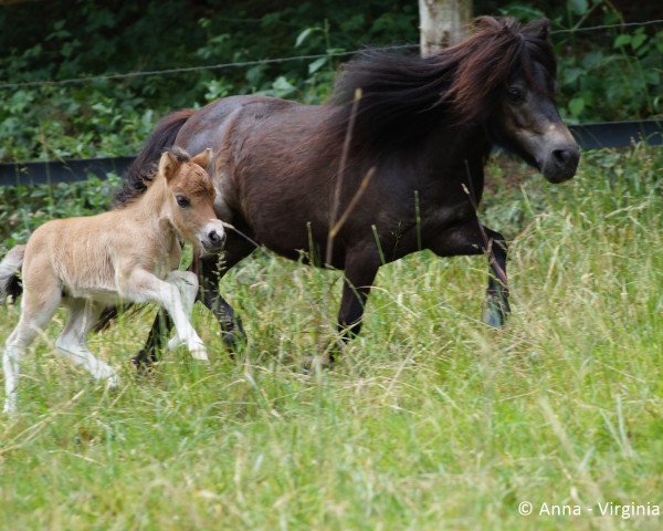 Zuchtstute Viviana vom Engelland (Shetland Pony (unter 87 cm), 2009, von Kay van de Wijzend)