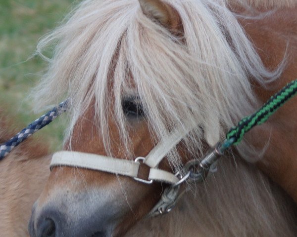 Zuchtstute Violet van de Dennehove (Shetland Pony (unter 87 cm), 2004, von Harley van de Nijkampshoeve)
