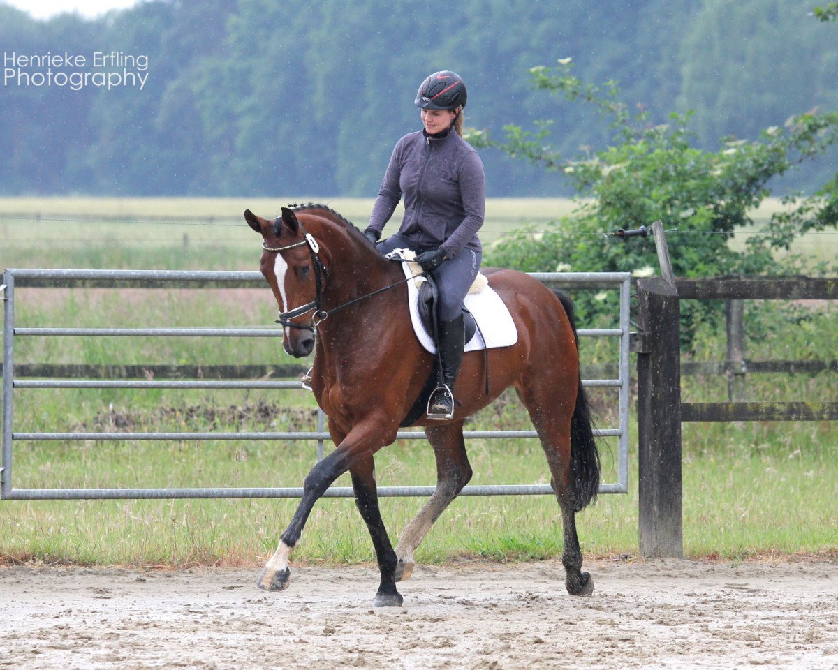 broodmare Cortina (Westphalian, 2012, from Comme il Faut)