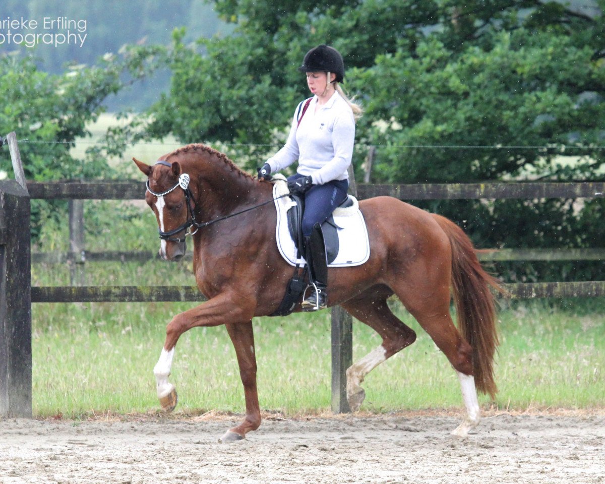 Zuchtstute Velvet Sun 2 (Westfale, 2012, von Vitalis)