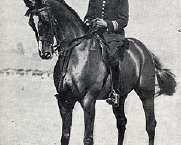 Pferd Taine xx (Englisches Vollblut, 1922, von Mazzara xx)
