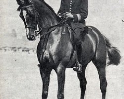 horse Taine xx (Thoroughbred, 1922, from Mazzara xx)