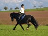 dressage horse Sultan (Friesian-Mix, 2000)