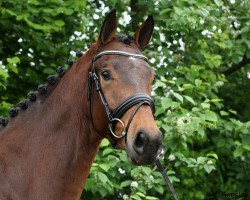 dressage horse Haver (KWPN (Royal Dutch Sporthorse), 2012, from Southern Cross Armani)