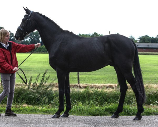dressage horse Sir Saphiras secret escape (Oldenburg, 2007, from Sir Tender)
