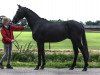 dressage horse Sir Saphiras secret escape (Oldenburg, 2007, from Sir Tender)