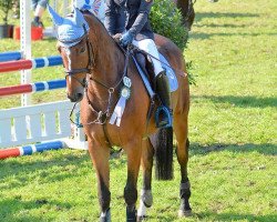 dressage horse Epris de Teddy (Württemberger, 2009, from Epris d'Azur)