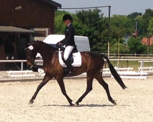 jumper Replay 34 (Hanoverian, 2010, from Roadster)
