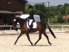 jumper Replay 34 (Hanoverian, 2010, from Roadster)