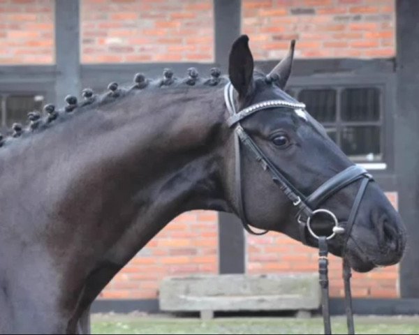dressage horse Definitely (Westphalian, 2012, from De Kooning)
