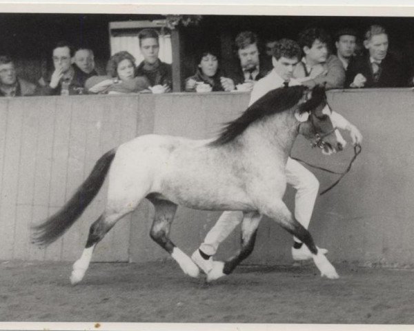 stallion Lange Voren Norman (Welsh mountain pony (SEK.A), 1985, from Roman Springlight)