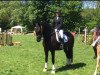 dressage horse Samiyah (Hanoverian, 2008, from San Remo)