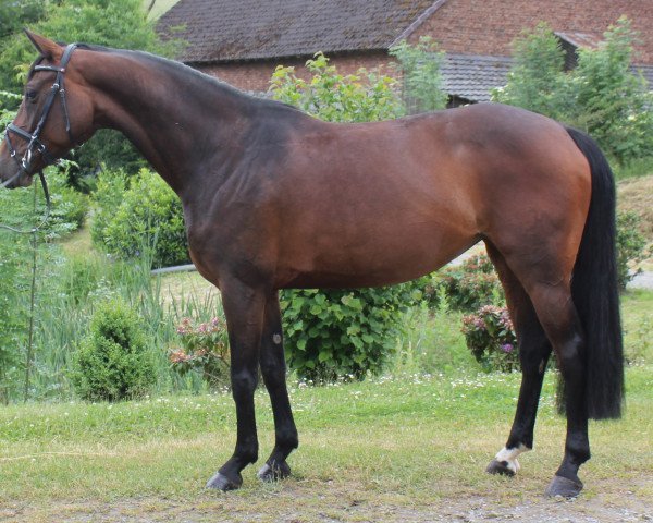 Dressurpferd Diamond's Girl 5 (Hannoveraner, 2009, von Diamond Hit)