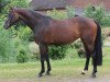 dressage horse Diamond's Girl 5 (Hanoverian, 2009, from Diamond Hit)