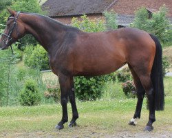 dressage horse Diamond's Girl 5 (Hanoverian, 2009, from Diamond Hit)