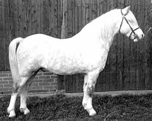 stallion Roman Springlight (Welsh mountain pony (SEK.A), 1964, from Rhyd-y-Felin Swgwr)