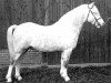 stallion Roman Springlight (Welsh mountain pony (SEK.A), 1964, from Rhyd-y-Felin Swgwr)