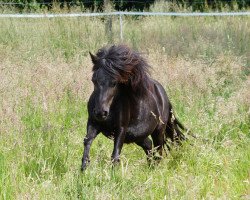 Pferd Fünü (Shetland Pony, 2012, von Valentino van de Veldhoeve)