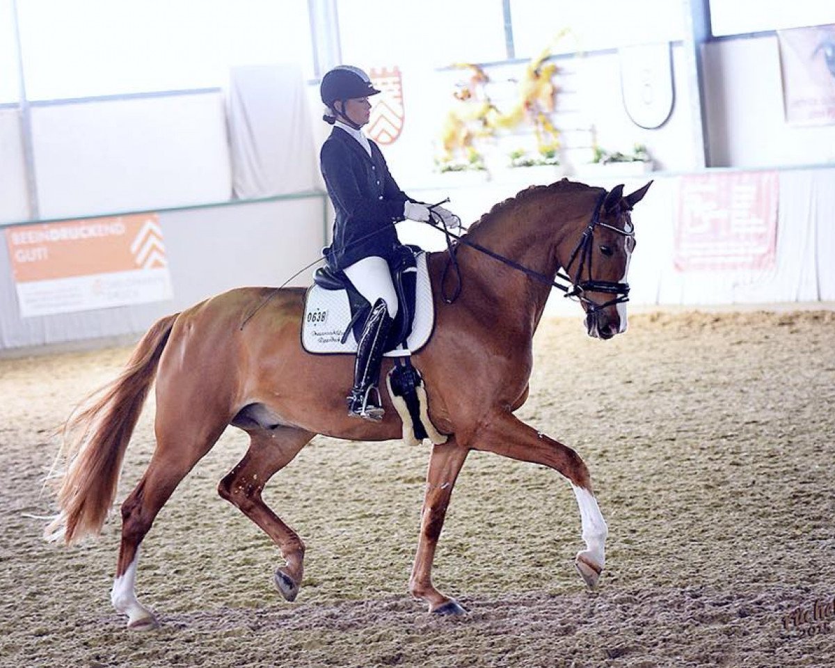 dressage horse Der Lichtblick (Oldenburg, 2010, from Der Designer)