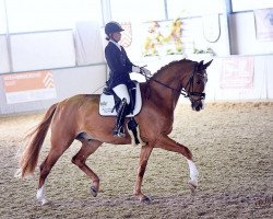 dressage horse Der Lichtblick (Oldenburg, 2010, from Der Designer)