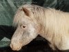 horse Ceks (Dt.Part-bred Shetland pony, 2010, from Vaderhoeve's Shaggy)