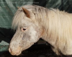 Pferd Ceks (Dt.Part-bred Shetland Pony, 2010, von Vaderhoeve's Shaggy)