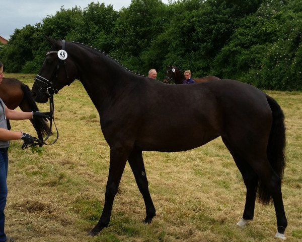 Zuchtstute First Diva H (Westfale, 2012, von First Selection)