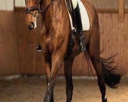 dressage horse Nadumo (Holsteiner, 2009, from Numero Uno)