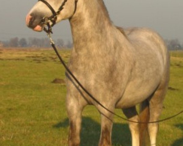 stallion Ysselvliedt's Shy Charmer (Welsh mountain pony (SEK.A), 2000, from Revel Jeeves)