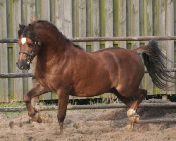 Pferd Ysselvliedt's Nashville (Welsh Mountain Pony (Sek.A), 2005, von Pendock Buttonhole)