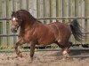 Pferd Ysselvliedt's Nashville (Welsh Mountain Pony (Sek.A), 2005, von Pendock Buttonhole)