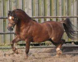 horse Ysselvliedt's Nashville (Welsh mountain pony (SEK.A), 2005, from Pendock Buttonhole)