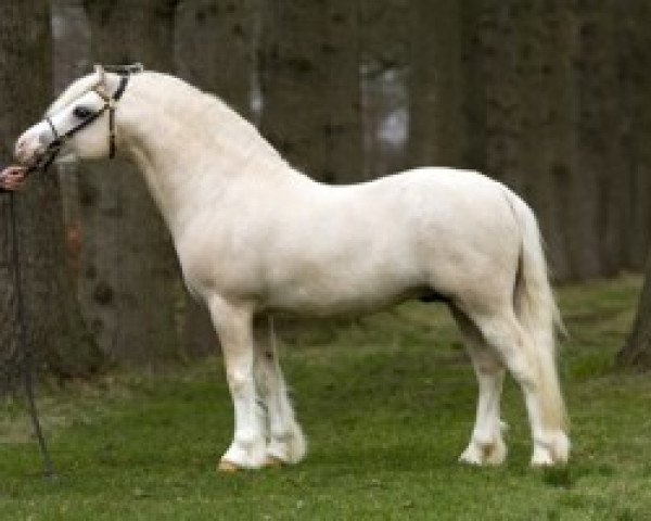 Deckhengst Ysselvliedts Golden Boy (Welsh Mountain Pony (Sek.A), 2002, von Blackhill Picalo)