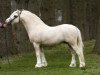 Deckhengst Ysselvliedts Golden Boy (Welsh Mountain Pony (Sek.A), 2002, von Blackhill Picalo)