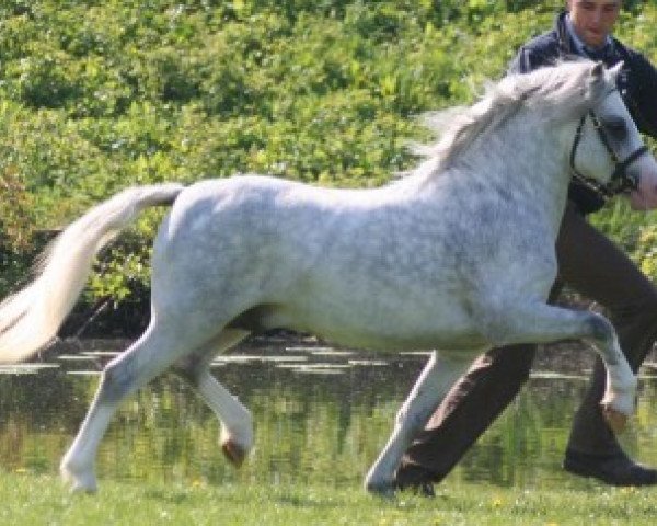 Deckhengst Ysselvliedt's Yavenduma (Welsh Mountain Pony (Sek.A), 2006, von Pinewell Bucksfizz)