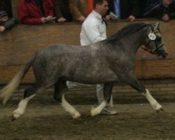 Pferd Ysselvliedt's Shy Rebel (Welsh Mountain Pony (Sek.A), 2002, von Vechtzicht's Hyway)