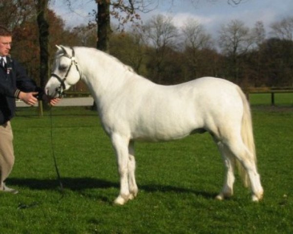 horse Ysselvliedt's Silver Line (Welsh mountain pony (SEK.A), 2001, from Vechtzicht's Hywel)