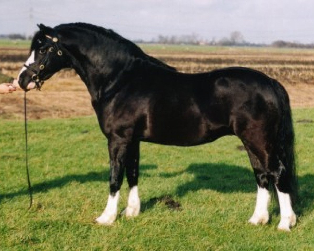 Deckhengst Ysselvliedt's High Guy (Welsh Mountain Pony (Sek.A), 1998, von Colne Heartsease)