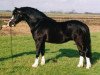 stallion Ysselvliedt's High Guy (Welsh mountain pony (SEK.A), 1998, from Colne Heartsease)