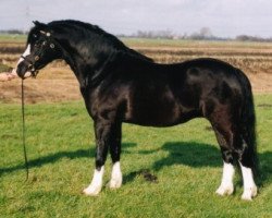 stallion Ysselvliedt's High Guy (Welsh mountain pony (SEK.A), 1998, from Colne Heartsease)