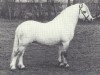 stallion Baledon Jerimiah (Welsh mountain pony (SEK.A), 1982, from Revel Janus)