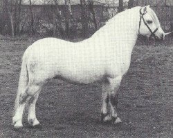 Deckhengst Baledon Jerimiah (Welsh Mountain Pony (Sek.A), 1982, von Revel Janus)