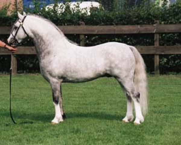 stallion Ysselvliedt's Sven (Welsh mountain pony (SEK.A), 1997, from Colne Heartsease)