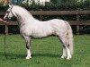 Deckhengst Ysselvliedt's Sven (Welsh Mountain Pony (Sek.A), 1997, von Colne Heartsease)