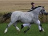 Dressurpferd Ysselvliedts Copper's Glossy (Welsh Mountain Pony (Sek.A), 2006, von Pinewell Bucksfizz)