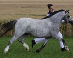 dressage horse Ysselvliedts Copper's Glossy (Welsh mountain pony (SEK.A), 2006, from Pinewell Bucksfizz)