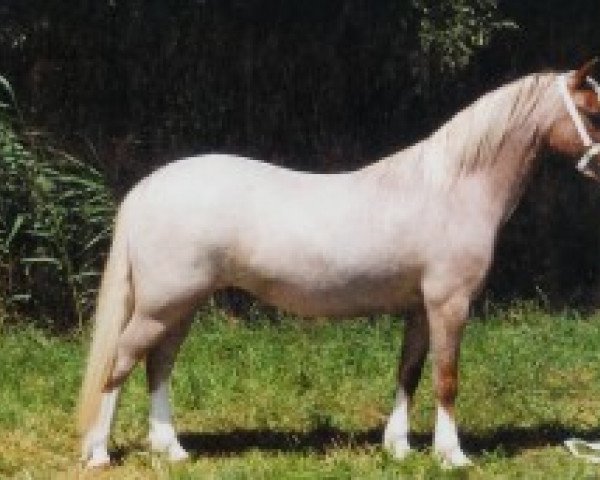 broodmare Ysselvliedt's Irma (Welsh mountain pony (SEK.A), 1996, from Colne Heartsease)