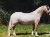 broodmare Ysselvliedt's Irma (Welsh mountain pony (SEK.A), 1996, from Colne Heartsease)