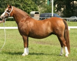 broodmare Ysselvliedt's Nanna Ni (Welsh mountain pony (SEK.A), 1997, from Colne Heartsease)