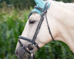 jumper Promil 2 (Polish Warmblood, 2008, from Ilion)